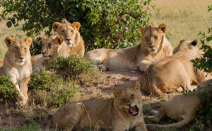 Selous Game Reserve Safari Itinerary