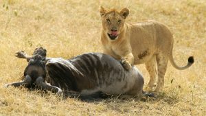 tanzania wildlife safari