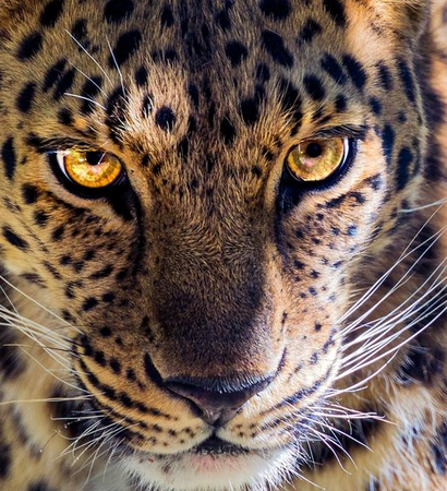 Leopard Eyes