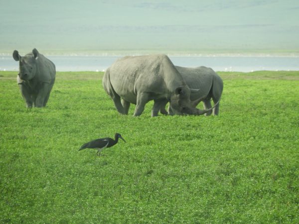 Ngorongoro black rhino 