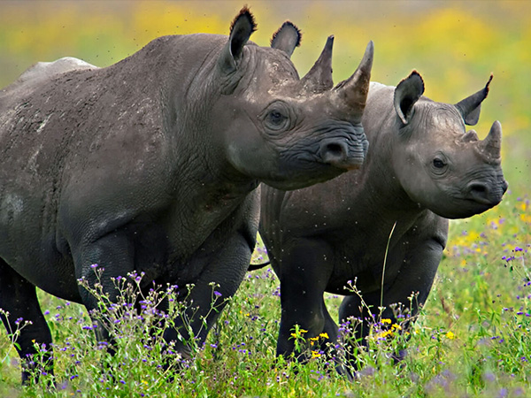 rhino ngorongoro
