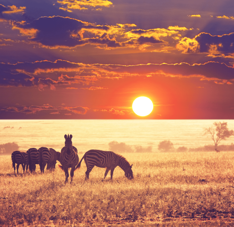 serengeti-national-park-sunset-768x748