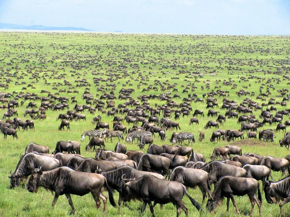 serengeti-national-park-