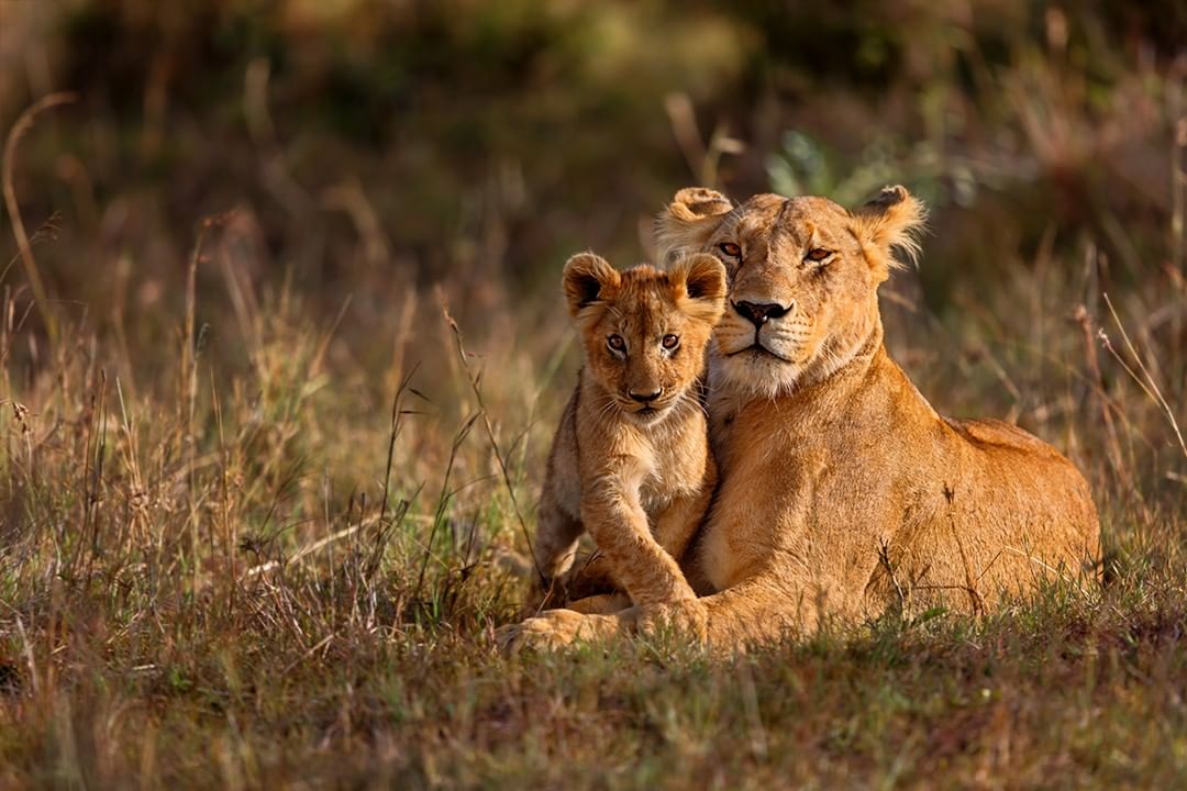 lion cub serengeti
