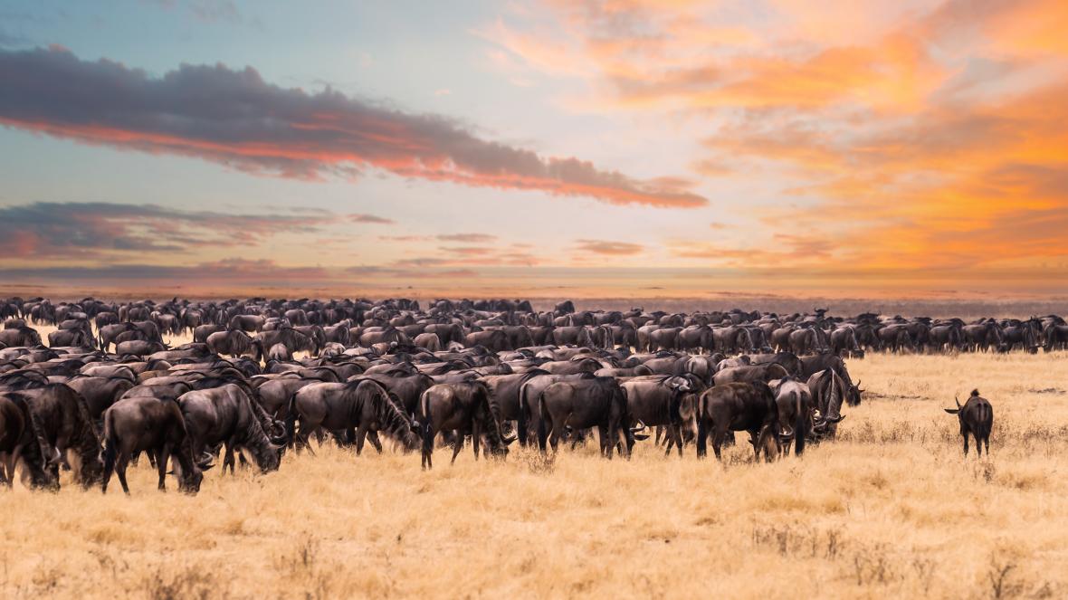 walking-with-wildebeest-in-the-serengeti