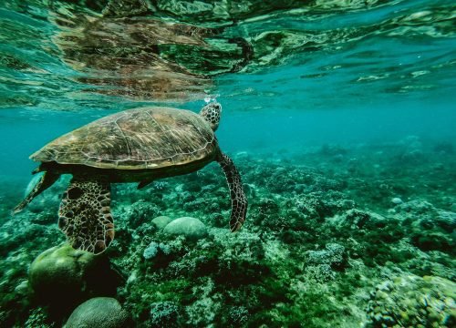 Island Rhythms – Zanzibar Relaxation