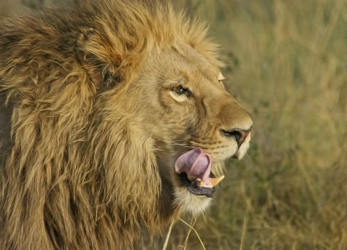 5-Day Serengeti & Crater “Ultimate Connection